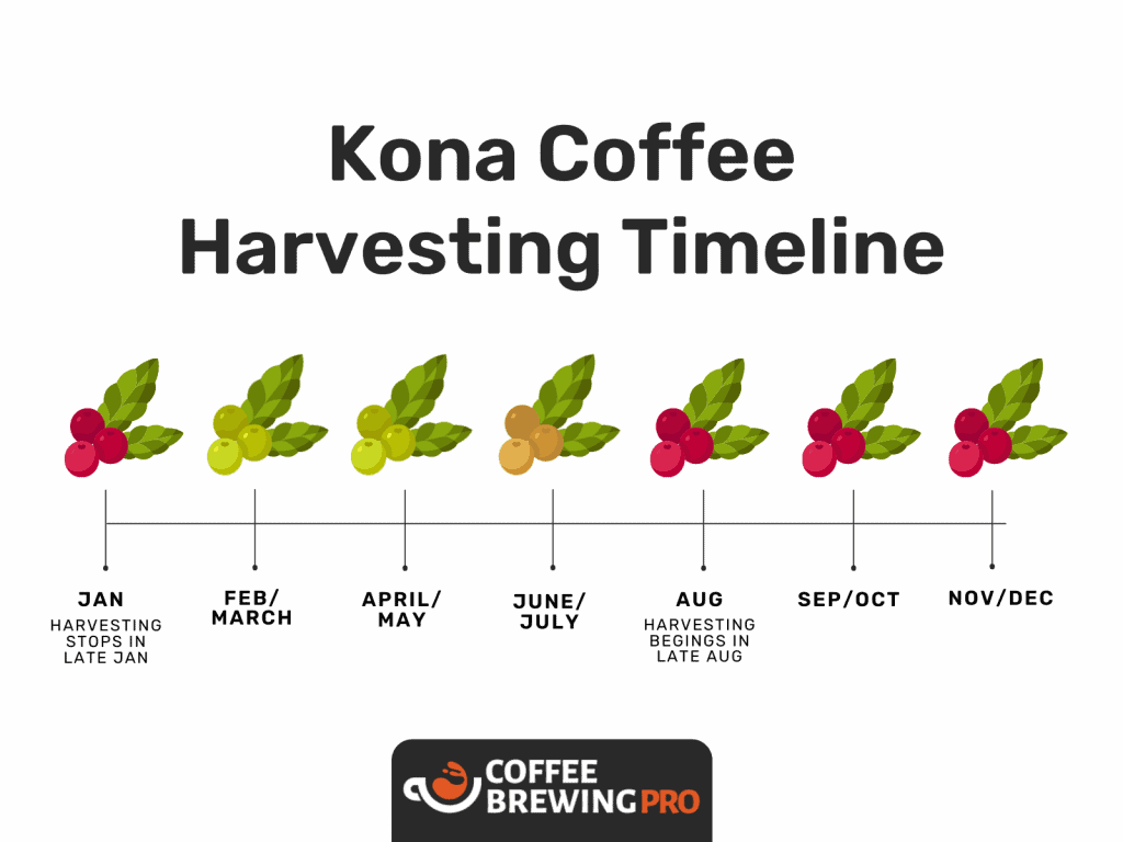 Kona Coffee Harvesting Timeline