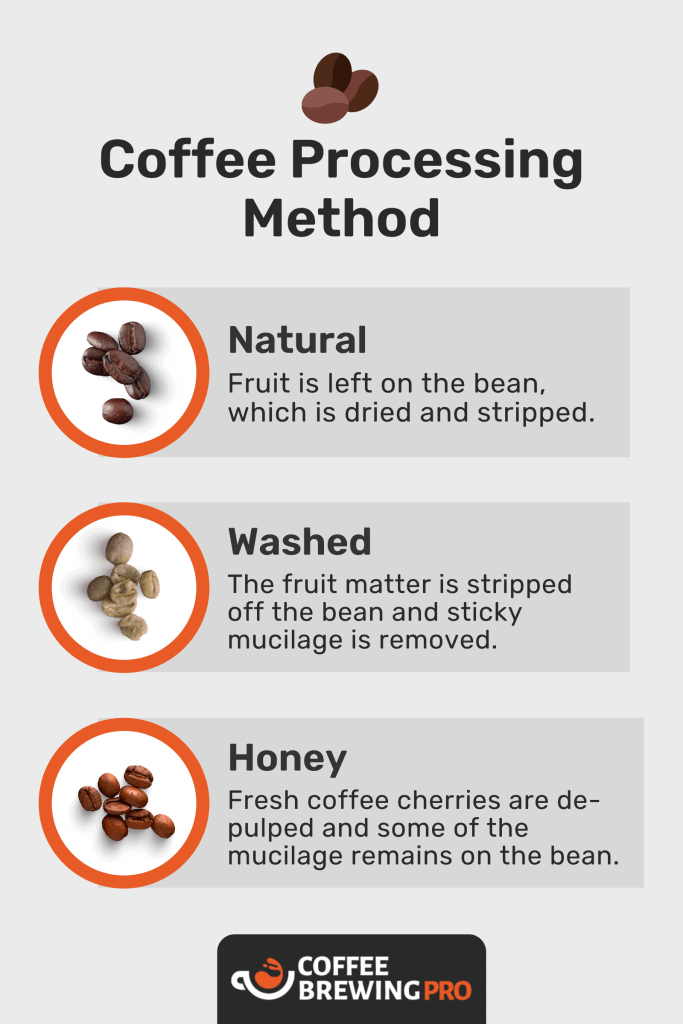 Infographic Explaining Different Coffee Processing Methods